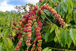 Giá nông sản cà phê, tiêu, sầu riêng liên tục lập đỉnh 6 tháng đầu năm