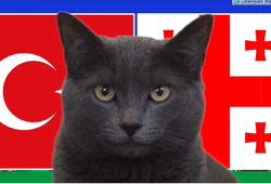 Mèo tiên tri dự đoán Thổ Nhĩ Kỳ vs Georgia, 23h ngày 18/6, Euro 2024