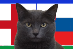 Mèo tiên tri dự đoán Anh vs Slovenia, 2h ngày 26/6, Euro 2024