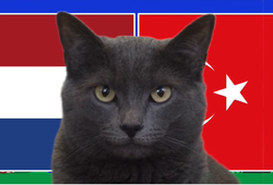 Mèo tiên tri dự đoán Hà Lan vs Thổ Nhĩ Kỳ, 2h ngày 7/7, Euro 2024