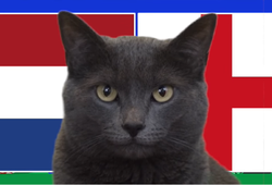 Mèo tiên tri dự đoán Hà Lan vs Anh, 2h ngày 11/7, Euro 2024