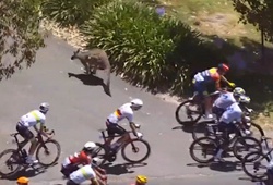 Hy hữu: Tay đua xe đạp Jay Vine đâm trúng Kangaroo ở vận tốc 50km/h vẫn vô địch Tour Down Under