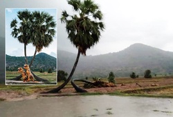 Biểu tượng cây thốt nốt tình yêu trên đường chạy marathon Tây Ninh “chết một nửa”