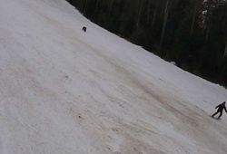 Kinh hoàng cảnh gấu đuổi giết VĐV trượt tuyết