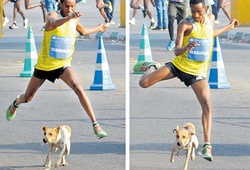 Các cách đối phó chó tấn công khi chạy bộ
