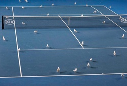 Lạ lùng trận đấu đỉnh cao giải Australian Open bị hoãn trễ kỷ lục lịch sử chỉ vì... phân chim