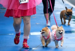 Khoa học chứng minh: Nuôi chó giúp chúng ta chăm chạy bộ hơn