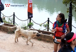 Chú chó hai tuổi được tặng kỷ niệm chương hoàn thành 42km Vietnam Trail Marathon 2020