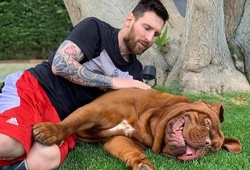 Chú chó Hulk của Messi giống gì, giá bao nhiêu?