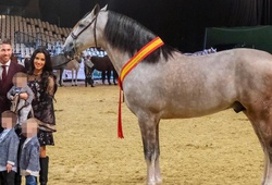 Ngựa cưng của Sergio Ramos vô địch thế giới