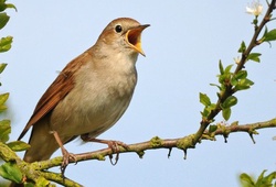 Những vị tướng thuộc dòng dõi "họa mi" mạnh nhất trong Liên Minh Huyền Thoại