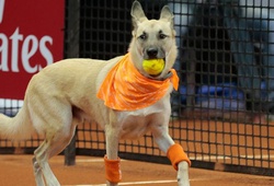 Chó lần đầu thay thế người nhặt bóng tại giải tennis