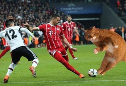 Chú mèo khiến Besiktas mất gần... 1 tỷ đồng nộp phạt ở trận gặp Bayern Munich