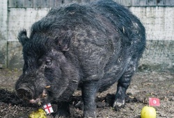 Hy hữu chuyện lợn bị "truy sát" vì đoán lầm kết quả World Cup