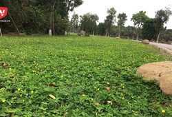 Khám phá đường chạy "hoa vàng trên cỏ xanh" của Ecopark Marathon