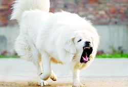 Mạn đàm về bóng đá và loài chó: Dạy loài chó Trung Quốc một bài học bằng cách nào?