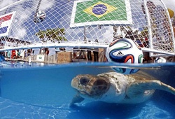 Dự đoán World Cup, bản quyền thuộc về &#8230;cụ rùa