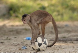 Chú khỉ phô diễn kỹ thuật như Luis Suarez