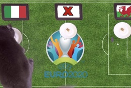 Mèo tiên tri dự đoán bóng đá EURO hôm nay 20/6: Italia vs Xứ Wales