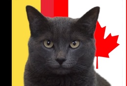 Mèo tiên tri dự đoán kết quả bóng đá Bỉ vs Canada