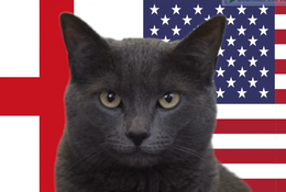 Mèo tiên tri dự đoán Anh vs Mỹ