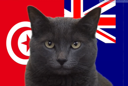 Mèo tiên tri dự đoán Tunisia vs Australia