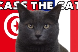 Mèo tiên tri dự đoán kết quả bóng đá Tunisia vs Pháp