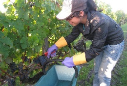 Thư EURO: Hái nho thuê, một thời để nhớ…