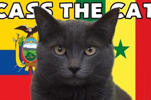 Mèo tiên tri dự đoán Ecuador vs Senegal, 22h ngày 29/11