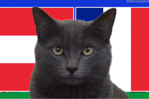 Mèo tiên tri dự đoán Áo vs Pháp, 2h ngày 18/6, Euro 2024