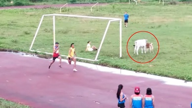 Giải điền kinh có đường chạy không chia làn, bò nhởn nhơ gặm cỏ um tùm