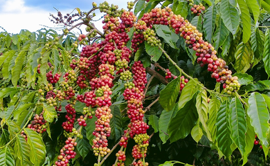 Giá nông sản cà phê, tiêu, sầu riêng liên tục lập đỉnh 6 tháng đầu năm