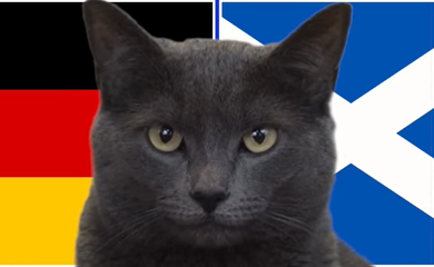 Mèo tiên tri dự đoán Đức vs Scotland, 2h ngày 15/6, Euro 2024