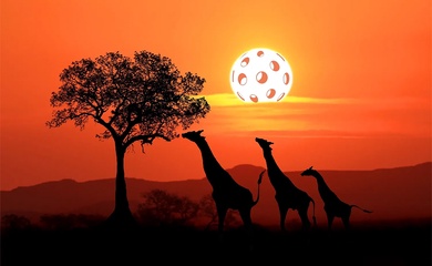 Pickleball Safari: Trải nghiệm độc đáo giữa đất nước Kenya