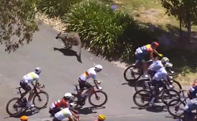 Hy hữu: Tay đua xe đạp Jay Vine đâm trúng Kangaroo ở vận tốc 50km/h vẫn vô địch Tour Down Under