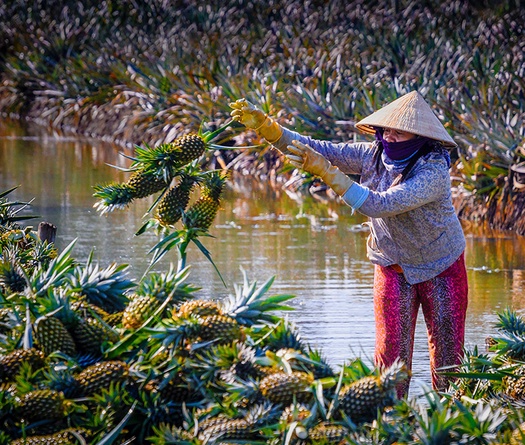 Chạy Mekong Delta Marathon, nếm dứa Cầu Đúc nức tiếng Hậu Giang