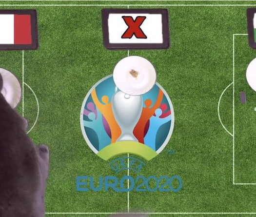 Mèo tiên tri dự đoán bóng đá EURO hôm nay 20/6: Italia vs Xứ Wales