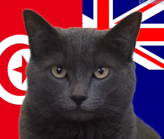 Mèo tiên tri dự đoán Tunisia vs Australia