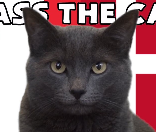 Mèo tiên tri dự đoán Pháp vs Đan Mạch, 23h ngày 26/11