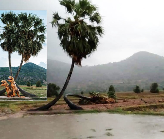 Biểu tượng cây thốt nốt tình yêu trên đường chạy marathon Tây Ninh “chết một nửa”