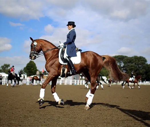 Môn cưỡi ngựa Olympic: Đầu tư tốn kém số 1?