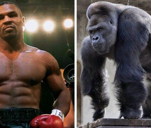 Mike Tyson đã từng suýt chi 10000 USD để đấm nhau với khỉ đột