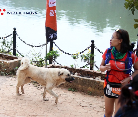 Chú chó hai tuổi được tặng kỷ niệm chương hoàn thành 42km Vietnam Trail Marathon 2020