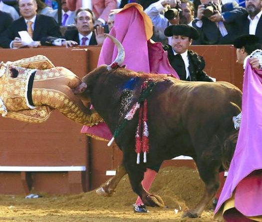 Hy hữu: Matador trẻ 2 lần thoát khỏi lưỡi hái "thần chết"