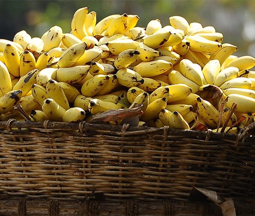 Ăn nhiều chuối phòng chống chuột rút