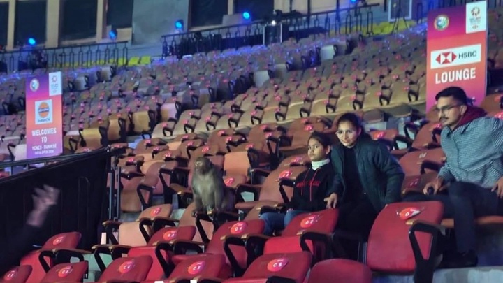 Sau những lời phàn nàn về phân chim, khỉ được phát hiện tại giải cầu lông India Open