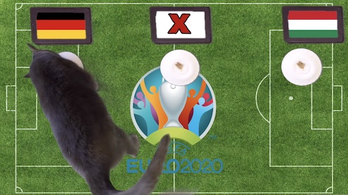 Mèo tiên tri dự đoán kết quả bóng đá Đức vs Hungary
