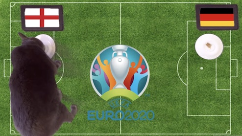 Mèo tiên tri dự đoán kết quả bóng đá Anh vs Đức