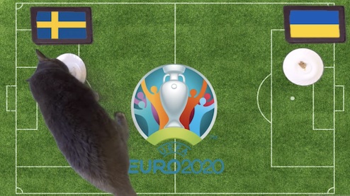 Mèo tiên tri dự đoán kết quả bóng đá Thuỵ Điển vs Ukraine