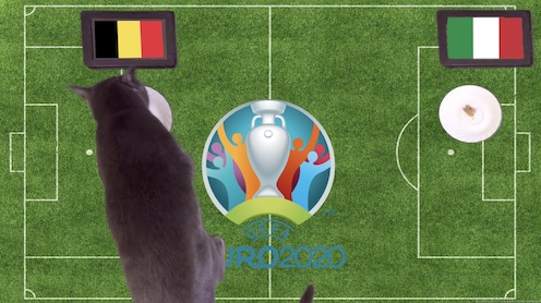 Mèo tiên tri dự đoán kết quả bóng đá Bỉ vs Italia
